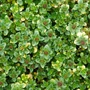 Kép 2/2 - Thymus citriodorus 'Doone Valley' / Citrom illatú kakukkfű