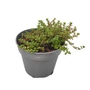 Kép 1/2 - Thymus citriodorus 'Doone Valley' / Citrom illatú kakukkfű