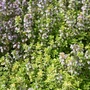 Kép 2/2 - Thymus citriodorus 'Mystic Lemon' / Citrom illatú kakukkfű