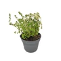Kép 1/2 - Thymus citriodorus 'Mystic Lemon' / Citrom illatú kakukkfű