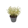 Kép 1/2 - Thymus citriodorus 'Orange' / Narancs illatú kakukkfű
