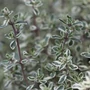 Kép 2/2 - Thymus citriodorus 'Silver Posie' / Citrom illatú kakukkfű