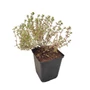 Kép 1/2 - Thymus citriodorus 'Silver Posie' / Citrom illatú kakukkfű