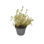 Kép 1/2 - Thymus x citriodorus 'Silver Queen' / Citrom illatú kakukkfű