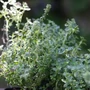 Kép 2/2 - Thymus citriodorus 'Orange' / Narancs illatú kakukkfű