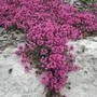 Kép 2/2 - Thymus  praecox 'Coccineus' / Korai kakukkfű