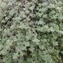 Kép 2/3 - Thymus praecox 'Pseudolanuginosus' / Gyapjas kakukkfű