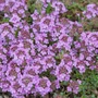 Kép 3/3 - Thymus praecox 'Pseudolanuginosus' / Gyapjas kakukkfű