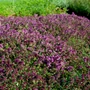 Kép 2/2 - Thymus  praecox 'Red Carpet' / Korai kakukkfű