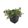 Kép 1/2 - Thymus  praecox 'Red Carpet' / Korai kakukkfű