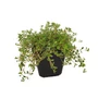 Kép 1/2 - Thymus serpyllum 'Magic Carpet' / Kúszó kakukkfű
