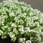 Kép 2/2 - Thymus serpyllum 'Snowdrift' / Kúszó kakukkfű