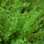 Kép 2/2 - Thymus vulgaris 'German Winter' / Kerti kakukkfű