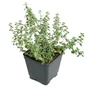 Kép 1/2 - Thymus vulgaris / Kerti kakukkfű