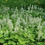 Kép 2/2 - Tiarella cordifolia / Szívlevelű turbántok
