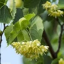 Kép 1/3 - Tilia cordata / Kislevelű hársfa (földlabdás)
