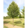 Kép 3/3 - Tilia cordata / Kislevelű hársfa (földlabdás)