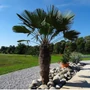 Kép 3/3 - Trachycarpus fortunei / Kínai kenderpálma