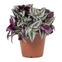 Kép 1/2 - Tradescantia fluminensis 'Quadricolor' / Zebrapletyka