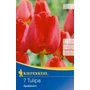 Kép 1/2 - Tulipa 'Apeldoorn' / 'Apeldoorn' Darwin-hibrid tulipán virághagyma