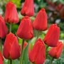 Kép 2/2 - Tulipa 'Apeldoorn' / 'Apeldoorn' Darwin-hibrid tulipán virághagyma