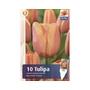 Kép 2/2 - Tulipa 'Apricot Foxx' / Tulipán