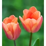 Kép 1/2 - Tulipa 'Apricot Foxx' / Tulipán