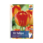 Kép 2/2 - Tulipa 'Banja Luka' / Tulipán