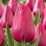 Kép 1/2 - Tulipa 'Big Love' / Tulipán