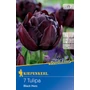 Kép 1/2 - Tulipa 'Black Hero' / 'Black Hero' kései teltvirágú tulipán virághagyma