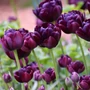 Kép 2/2 - Tulipa 'Black Hero' / 'Black Hero' kései teltvirágú tulipán virághagyma