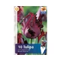 Kép 2/2 - Tulipa 'Black Parrot' / Sötétbordó virágszínű tulipán