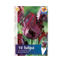 Kép 2/2 - Tulipa 'Black Parrot' / Sötétbordó virágszínű tulipán