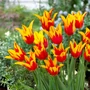 Kép 2/2 - Tulipa 'Fire Wings' / 'Fire Wings' liliomvirágú tulipán virághagyma