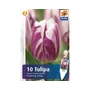 Kép 2/2 - Tulipa 'Flaming Flag' / Tulipán