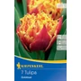 Kép 1/2 - Tulipa 'Golddust' / 'Golddust' Darwin-hibrid tulipán virághagyma