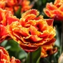 Kép 2/2 - Tulipa 'Golddust' / 'Golddust' Darwin-hibrid tulipán virághagyma