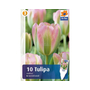 Kép 2/2 - Tulipa 'Groenland' / Tulipán