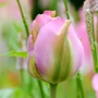 Kép 1/2 - Tulipa 'Groenland' / Tulipán