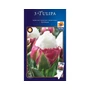 Kép 2/2 - Tulipa 'Ice Cream' / Tulipán