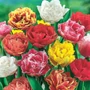 Kép 2/2 - Tulipa 'Mega Pack' / Rojtosvirágú tulipán mix virághagyma