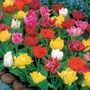 Kép 2/2 - Tulipa 'Mega Pack' / Teltvirágú tulipán mix virághagyma