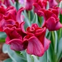 Kép 2/2 - Tulipa 'Red Dress' / 'Red Dress' korona tulipán virághagyma