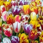 Kép 2/2 - Tulipa 'Rembrandt Mega Pack' / 'Rembrandt' tulipán mix virághagyma