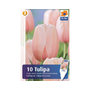 Kép 2/2 - Tulipa 'Salmon Impression' / Tulipán