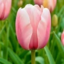 Kép 1/2 - Tulipa 'Salmon Impression' / Tulipán
