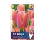 Kép 2/2 - Tulipa 'Salmon Prince' / Tulipán