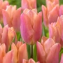 Kép 1/2 - Tulipa 'Salmon Prince' / Tulipán