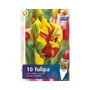 Kép 2/2 - Tulipa 'Texas Flame' / Tulipán
