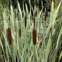 Kép 2/2 - Typha latifolia 'Variegata' / Hosszanticsíkos gyékény